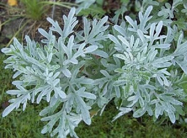wormwood for removing parasites