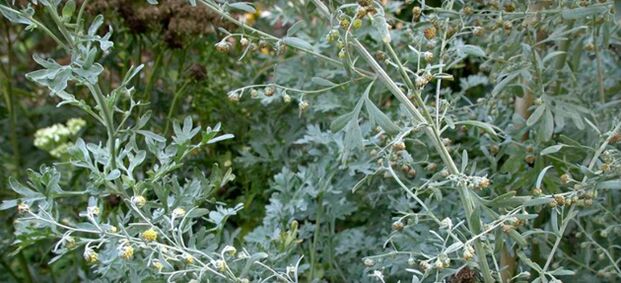 wormwood for parasites in the body